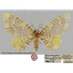 /filer/webapps/moths/media/images/T/thermastobrita_Chloroclystis_AT_BMNH.jpg