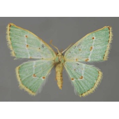 /filer/webapps/moths/media/images/R/rubristicta_Comostolopsis_A_ZSM_01.jpg