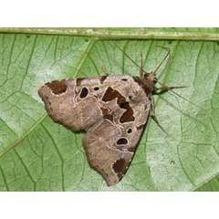 /filer/webapps/moths/media/images/R/ruptisignoides_Marcipalina_A_Goff_02.JPG