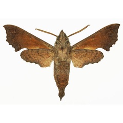 /filer/webapps/moths/media/images/E/elegans_Temnora_AM_Basquin_03b.jpg