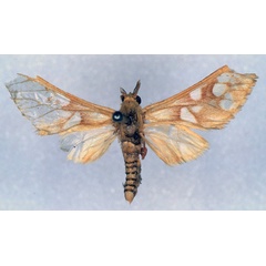 /filer/webapps/moths/media/images/P/perpusilla_Pseudothyretes_HT_BMNH_01.jpg