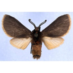 /filer/webapps/moths/media/images/J/johanna_Metarctia_PT_ZSM.jpg