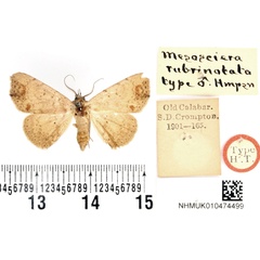 /filer/webapps/moths/media/images/R/rubrinotata_Mesosciera_HT_BMNH.jpg