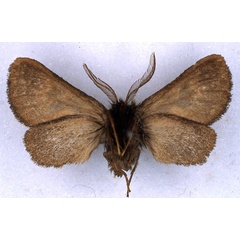 /filer/webapps/moths/media/images/F/fletcheri_Metarctia_HT_BMNH_02.jpg