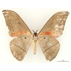 /filer/webapps/moths/media/images/E/equatoriensis_Lobobunaea_PT_RBINSb.jpg