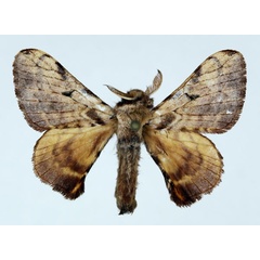 /filer/webapps/moths/media/images/R/ruficollis_Vingerhoedtia_AM_Basquin_01.jpg