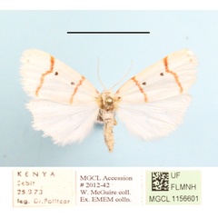 /filer/webapps/moths/media/images/T/togoana_Cyana_A_MGCLa_01.JPG