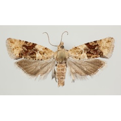 /filer/webapps/moths/media/images/V/variegana_Paraeccopsis_AF_NHMO.jpg