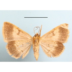 /filer/webapps/moths/media/images/P/poderis_Plecoptera_A_MGCLb_02.JPG