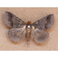 /filer/webapps/moths/media/images/F/flaviceps_Plecoptera_A_Butler.jpg