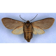 /filer/webapps/moths/media/images/B/brunneipennis_Metarctia_HT_RMCA_02.jpg