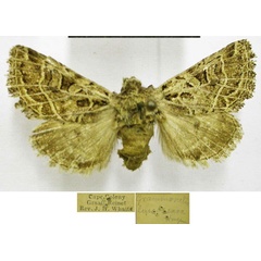 /filer/webapps/moths/media/images/L/leuconeura_Grammoscelis_AM_TMSA.jpg