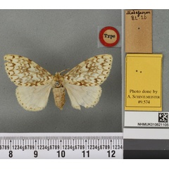 /filer/webapps/moths/media/images/D/dulcinea_Lymantria_LT_BMNHa.jpg
