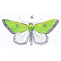 /filer/webapps/moths/media/images/T/trimeni_Omphax_HT_Felder_1875_127-4.jpg