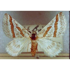/filer/webapps/moths/media/images/L/lapsicolumna_Conchylia_AF_ZSM.jpg