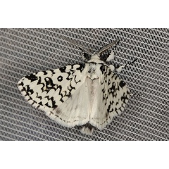 /filer/webapps/moths/media/images/O/octophora_Dasychira_AM_Heynsb.jpg