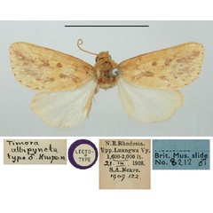 /filer/webapps/moths/media/images/A/albipuncta_Timora_LT_BMNH.jpg