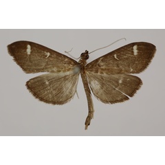 /filer/webapps/moths/media/images/D/disciselenalis_Syllepte_HT_BMNH.jpg