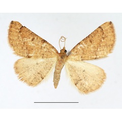 /filer/webapps/moths/media/images/O/ochrea_Pareclipsis_AF_TMSA.jpg
