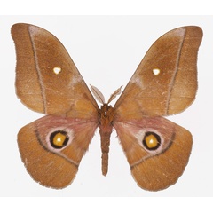 /filer/webapps/moths/media/images/P/perscitus_Gonimbrasia_AM_Basquina.jpg