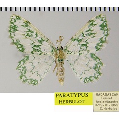 /filer/webapps/moths/media/images/P/petroselina_Archichlora_PTM_ZSMa.jpg