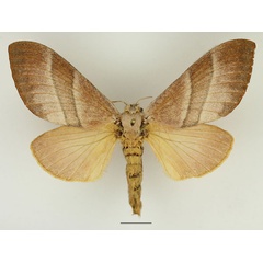 /filer/webapps/moths/media/images/P/phocea_Cleopatrina_AF_Basquin.jpg