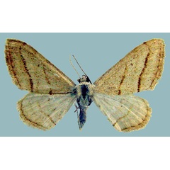 /filer/webapps/moths/media/images/M/monotropa_Scopula_AF_ZSM.jpg