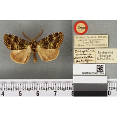 /filer/webapps/moths/media/images/M/mniara_Dasychira_HT_BMNH.jpg