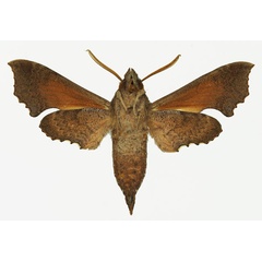 /filer/webapps/moths/media/images/P/polia_Temnora_AM_Basquin_01b.jpg