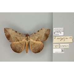/filer/webapps/moths/media/images/M/malgassica_Hypopyra_PLT_BMNH.jpg