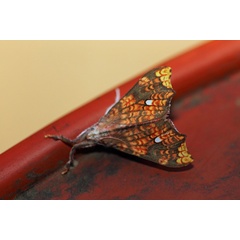 /filer/webapps/moths/media/images/E/erythrina_Lomadonta_A_Voaden_01.jpg