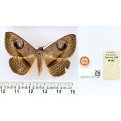 /filer/webapps/moths/media/images/G/glaucescens_Calliodes_ST_BMNH.jpg