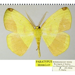 /filer/webapps/moths/media/images/S/subbasalis_Epigynopteryx_PTM_ZSMa.jpg