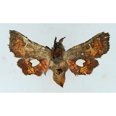 /filer/webapps/moths/media/images/F/flammata_Dysodia_AM_TMSA.jpg