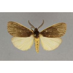 /filer/webapps/moths/media/images/O/ochreomarginata_Estigmene_AM_BMNH.jpg