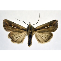 /filer/webapps/moths/media/images/A/affinis_Vietteania_A_NHMO.jpg