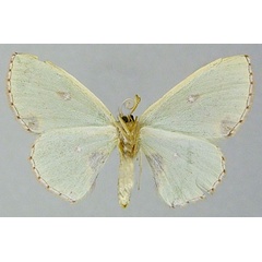 /filer/webapps/moths/media/images/M/meridionalis_Blechroneromia_AF_ZSMb.jpg