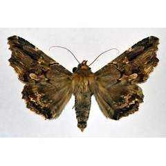 /filer/webapps/moths/media/images/A/alope_Lacera_A_NHMO.jpg