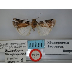 /filer/webapps/moths/media/images/C/chrysophaes_Euxootera_HT_RMCA.jpg