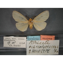 /filer/webapps/moths/media/images/O/ochreolutescens_Estigmene_HT_RMCA_01.jpg