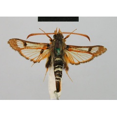 /filer/webapps/moths/media/images/R/rufa_Alonina_HT_BMNH.jpg