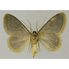 /filer/webapps/moths/media/images/T/tahamae_Idaea_AF_ZSMb.jpg