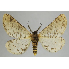 /filer/webapps/moths/media/images/C/castus_Rhodophthitus_AM_ZSMb.jpg