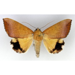 /filer/webapps/moths/media/images/L/leucopasa_Achaea_AM_Legrain.jpg