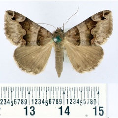 /filer/webapps/moths/media/images/A/angularis_Caranilla_AF_BMNH.jpg