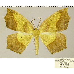 /filer/webapps/moths/media/images/F/fimosa_Epigynopteryx_AM_ZSM.jpg