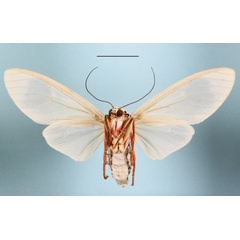 /filer/webapps/moths/media/images/L/leucoptera_Amerila_AF_MGCLb_01.JPG