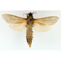 /filer/webapps/moths/media/images/O/okovangae_Phragmataecia_AM_TMSA_01.jpg