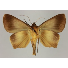 /filer/webapps/moths/media/images/M/mabillei_Stenopis_HT_MNHNb.jpg