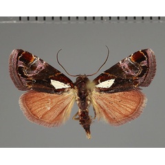 /filer/webapps/moths/media/images/M/mabillei_Maliattha_AM_Fiebig_03.jpg